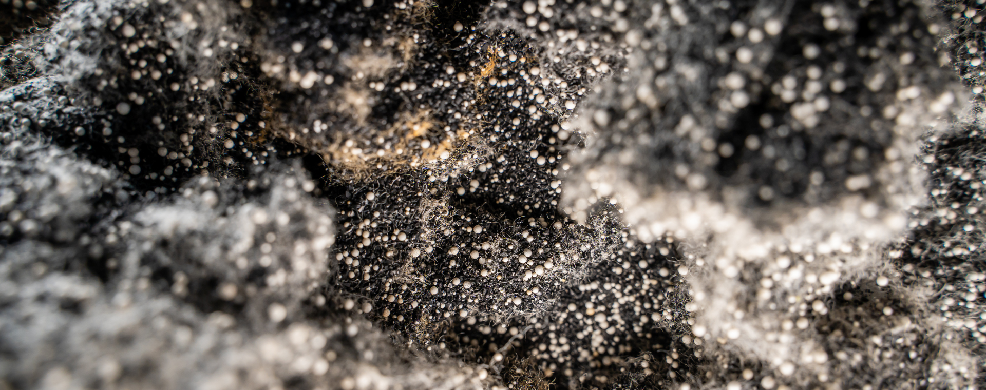 Activated carbon for removing organic contamination